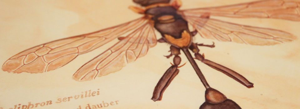 Insect Series